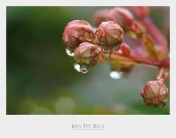 frutfior