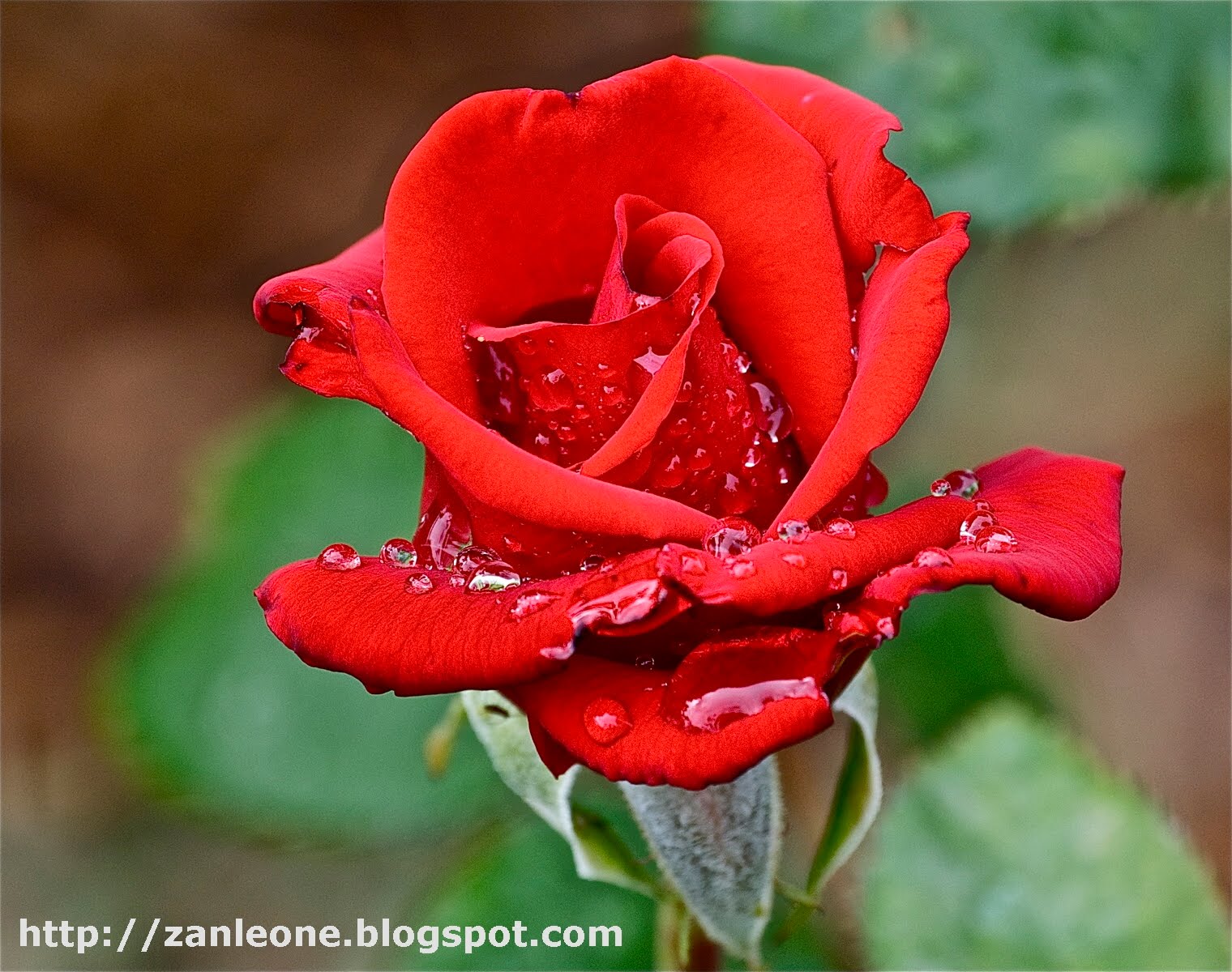 17 luglio ...una rosa in cielo - Una Nessuna Centomila